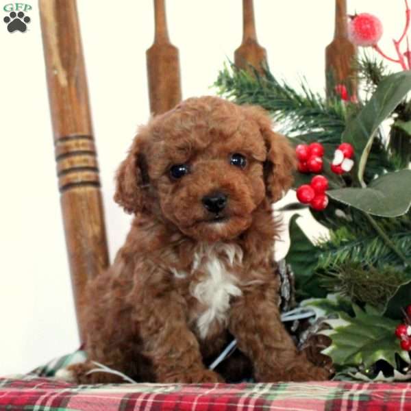 Tinsel, Toy Poodle Puppy