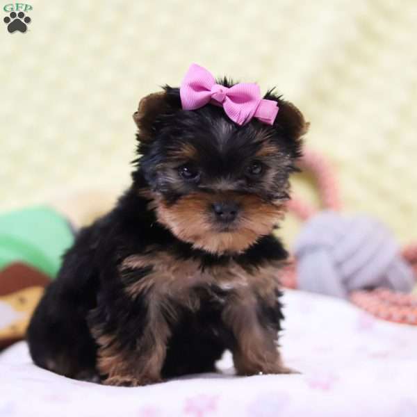 Tiny, Yorkie Puppy