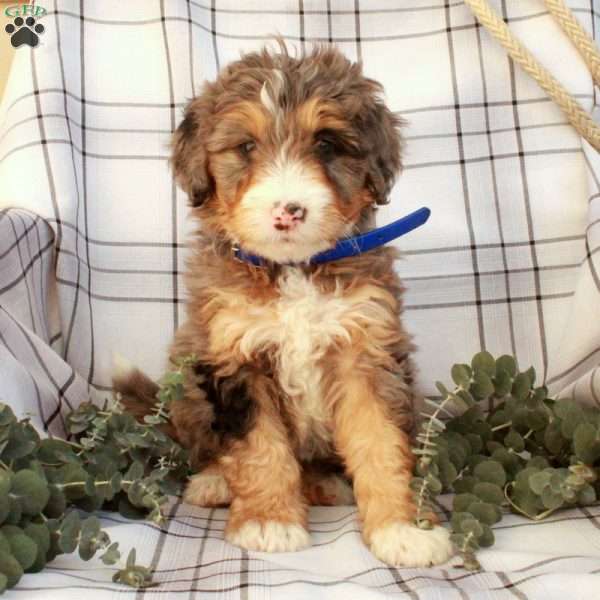 Tippy, Bernedoodle Puppy