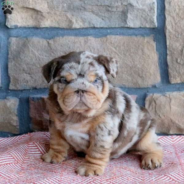 Toby, English Bulldog Puppy