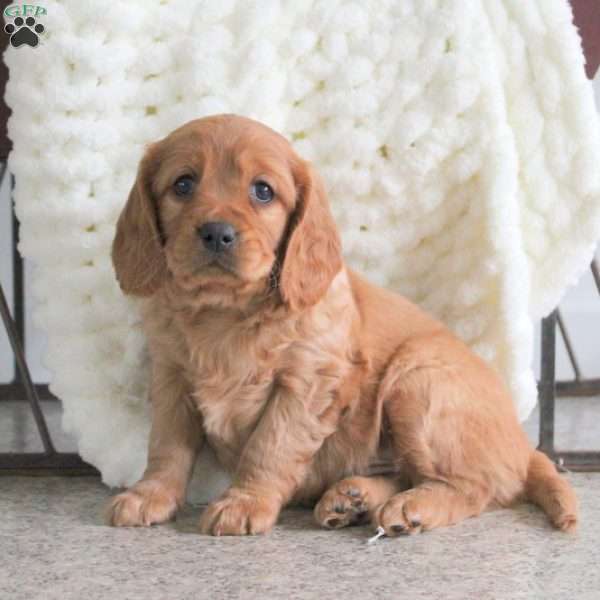 Toby, Miniature Golden Retriever Puppy