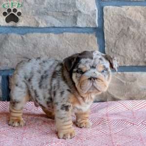 Toby, English Bulldog Puppy