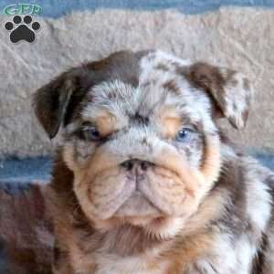 Toby, English Bulldog Puppy