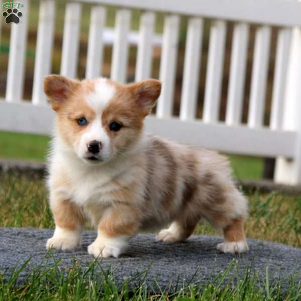 Toby, Pembroke Welsh Corgi Puppy