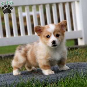 Toby, Pembroke Welsh Corgi Puppy