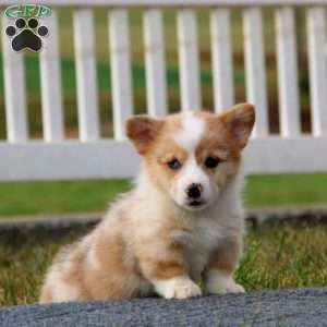 Toby, Pembroke Welsh Corgi Puppy