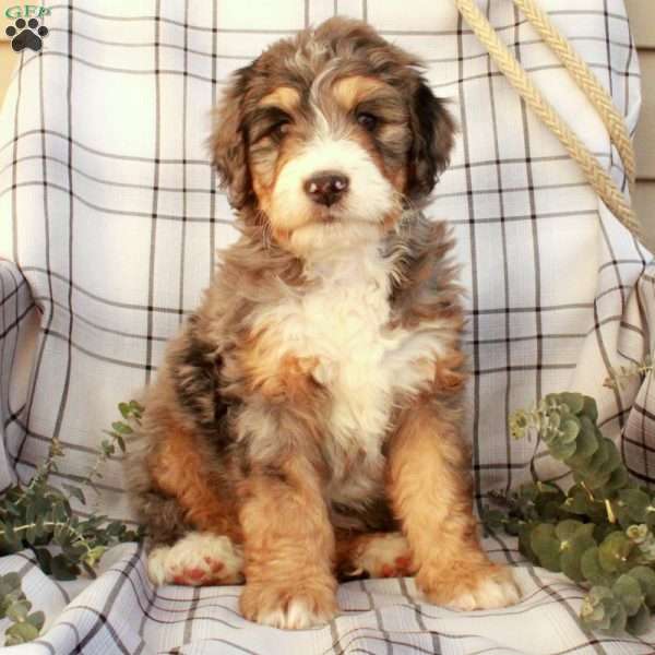 Todd, Bernedoodle Puppy