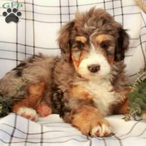 Todd, Bernedoodle Puppy