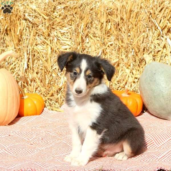 Tommy, Sheltie Puppy