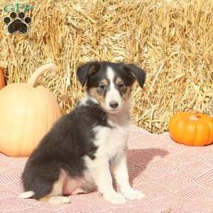 Tommy, Sheltie Puppy