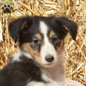 Tommy, Sheltie Puppy