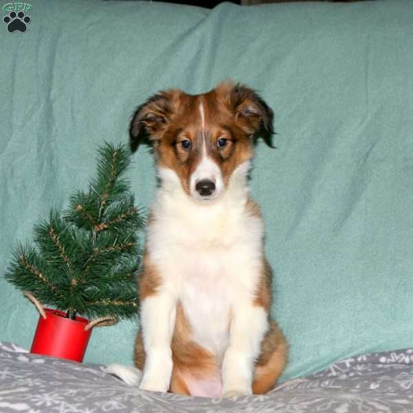 Tony, Sheltie Puppy