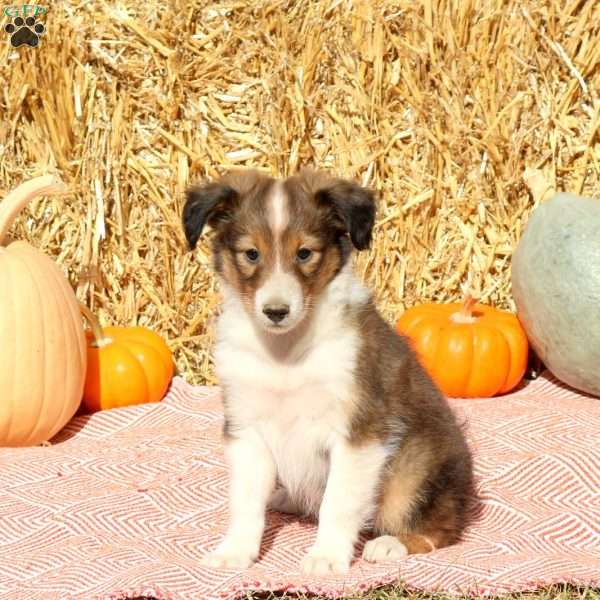 Tony, Sheltie Puppy