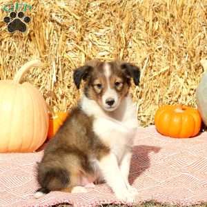 Tony, Sheltie Puppy