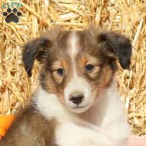 Tony, Sheltie Puppy