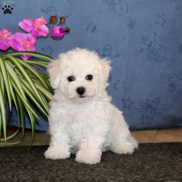 Tonya, Bichon Frise Puppy