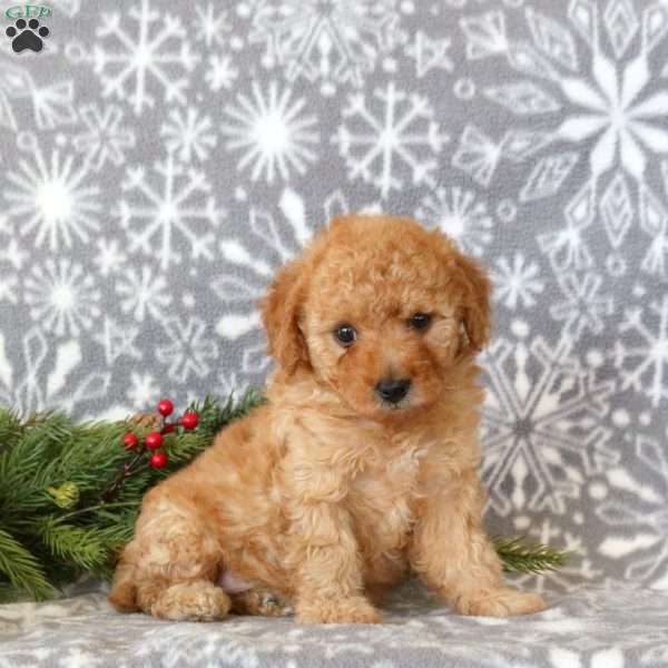 Tootsie, Toy Poodle Puppy