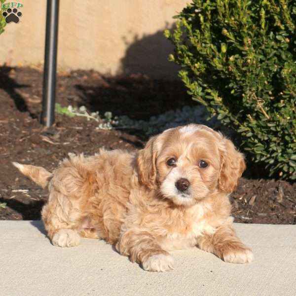 Tootsie, Mini Labradoodle Puppy