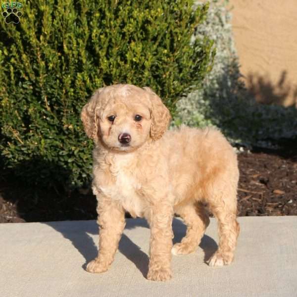 Tori, Mini Labradoodle Puppy