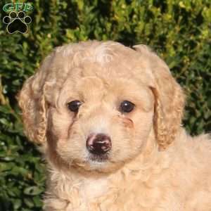 Tori, Mini Labradoodle Puppy