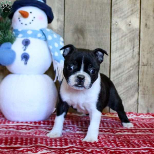 Tori, Boston Terrier Puppy