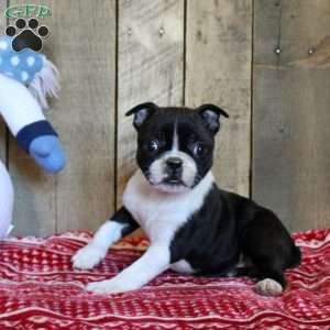 Tori, Boston Terrier Puppy