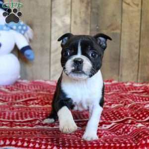 Tori, Boston Terrier Puppy