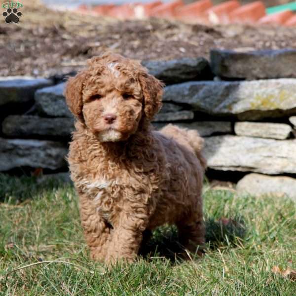 Trek, Mini Goldendoodle Puppy