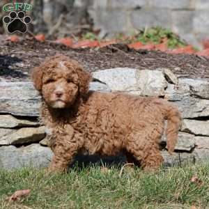 Trek, Mini Goldendoodle Puppy