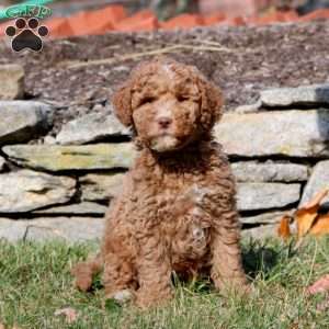 Trek, Mini Goldendoodle Puppy