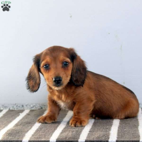 Trevor, Dachshund Puppy