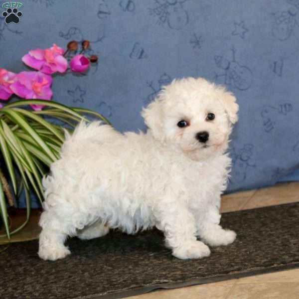 Trevor, Bichon Frise Puppy