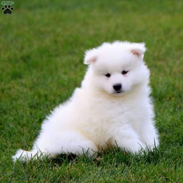 Trevor, Samoyed Puppy