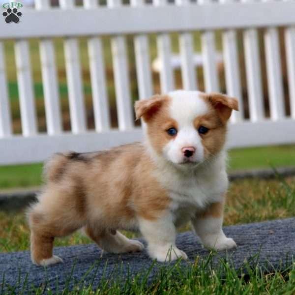 Trevor, Pembroke Welsh Corgi Puppy