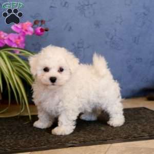 Trevor, Bichon Frise Puppy