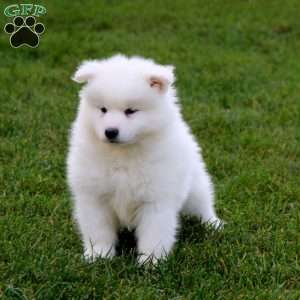 Trevor, Samoyed Puppy