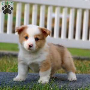 Trevor, Pembroke Welsh Corgi Puppy