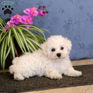 Trevor, Bichon Frise Puppy