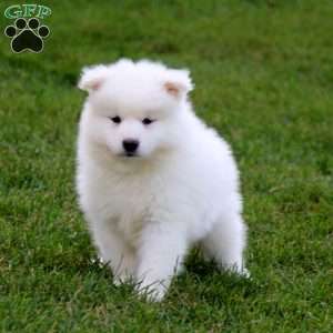 Trevor, Samoyed Puppy