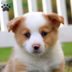 Trevor, Pembroke Welsh Corgi Puppy