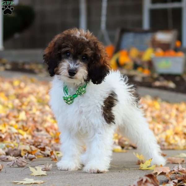 Trigger, Mini Aussiedoodle Puppy