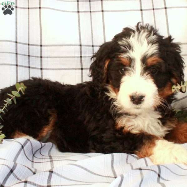 Trina, Bernedoodle Puppy