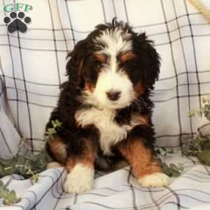 Trina, Bernedoodle Puppy