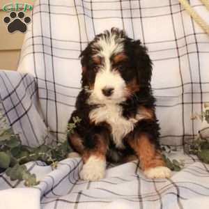 Trina, Bernedoodle Puppy