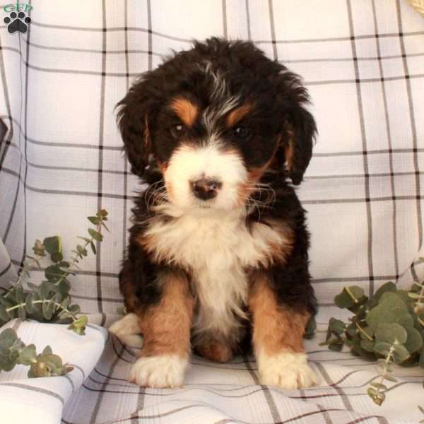 Trinity, Bernedoodle Puppy