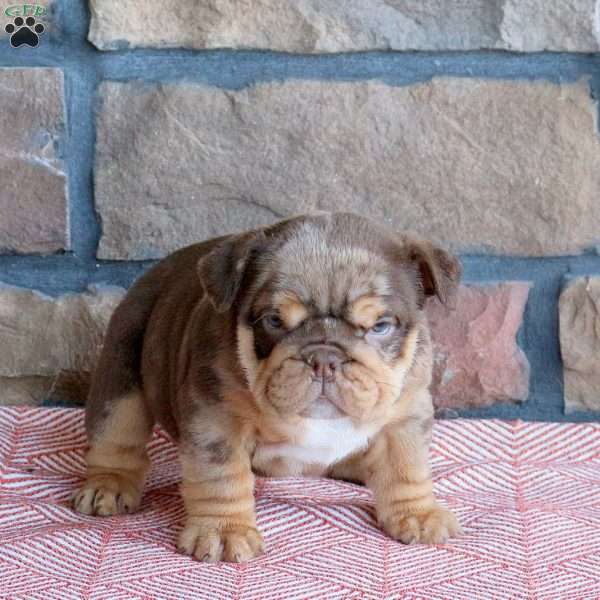 Trinity, English Bulldog Puppy