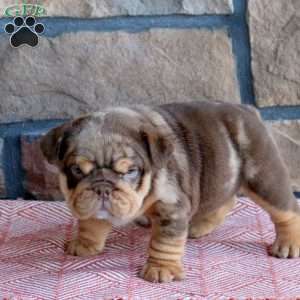 Trinity, English Bulldog Puppy