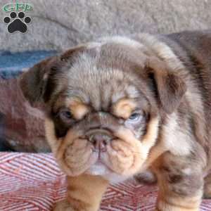 Trinity, English Bulldog Puppy