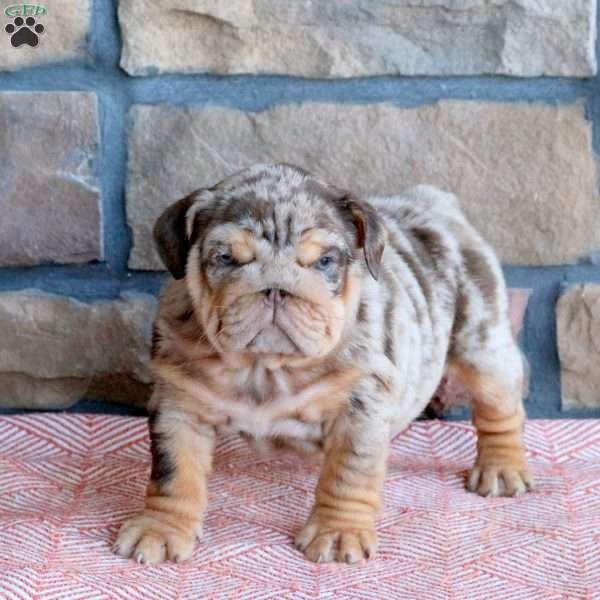 Trinket, English Bulldog Puppy