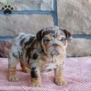 Trinket, English Bulldog Puppy